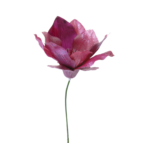 34808 MAGNOLIA ROZE 