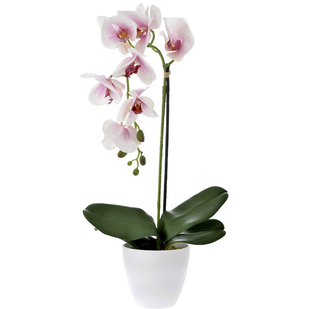 65856 Orhideja Vestacka U Keramickoj Saksiji 80cm