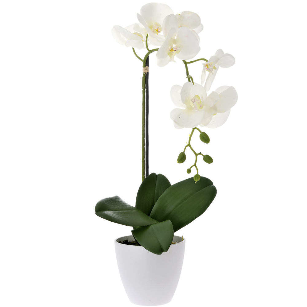 65855 Orhideja Vestacka U Keramickoj Saksiji Bela 80cm