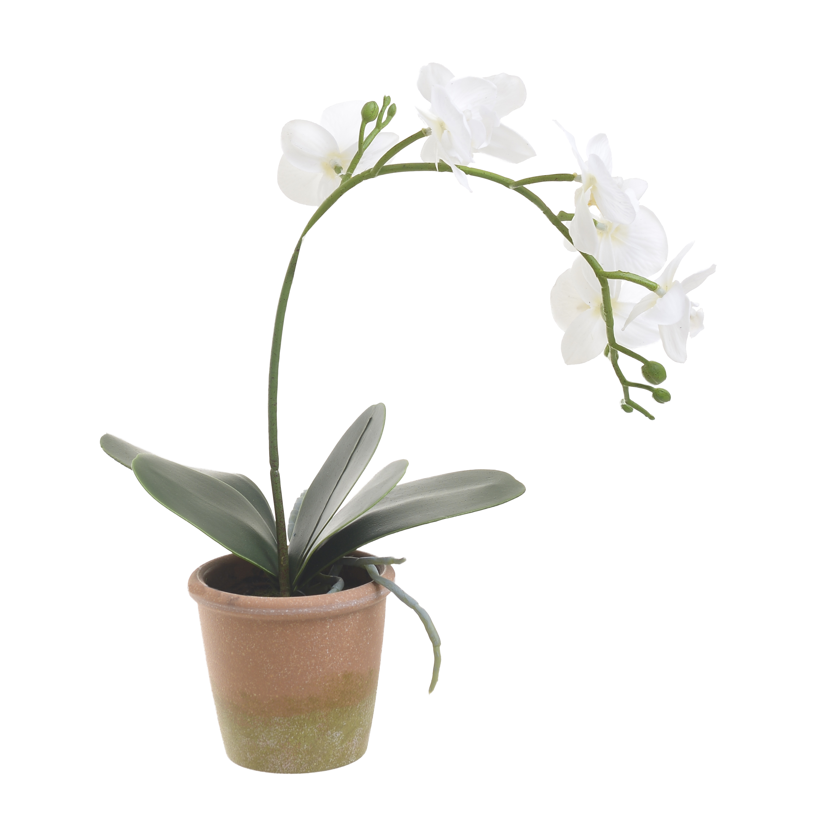 3852460199 Vestacka Orhideja Bela U Saksiji 33cm